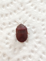 Eurygaster integriceps