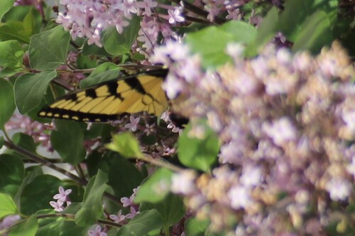 Eastern Tiger Swallowtail