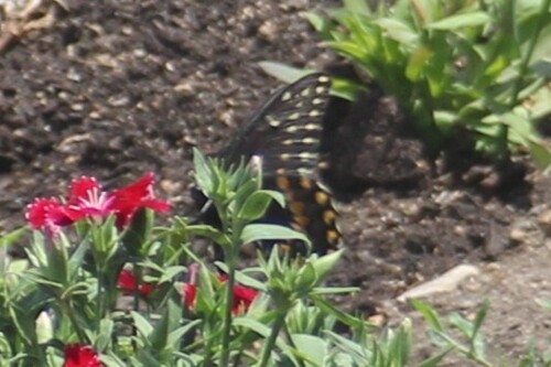 Eastern Black Swallowtail