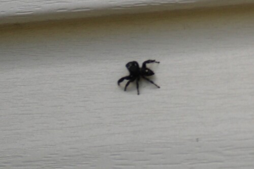 Bold Jumping Spider