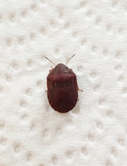 Eurygaster integriceps