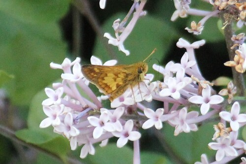 Peck's Skipper