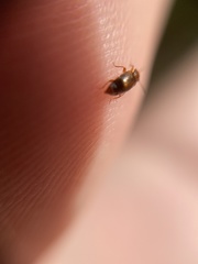 Anthobium atrocephalum