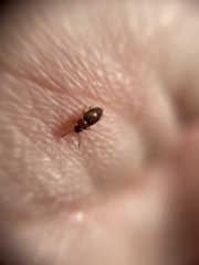 Anthobium atrocephalum