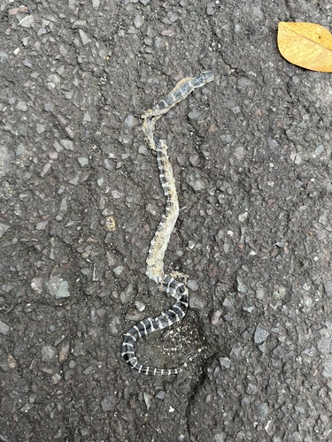 Andaman Krait