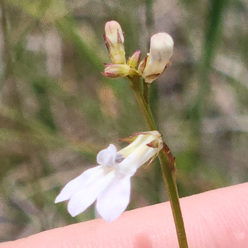 Lobelia paludosa 2