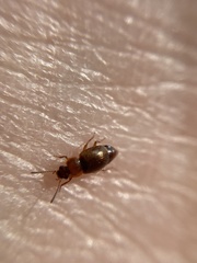 Anthobium atrocephalum