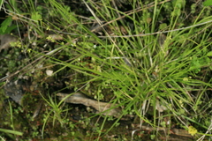 Carex loliacea
