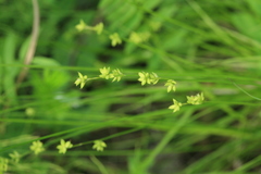 Carex loliacea