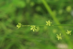 Carex loliacea