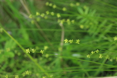 Carex loliacea