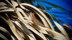 Anolis carolinensis