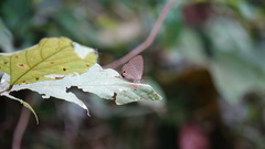 Jamides bochus formosanus