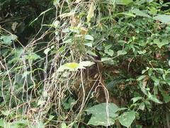 Jamides bochus formosanus