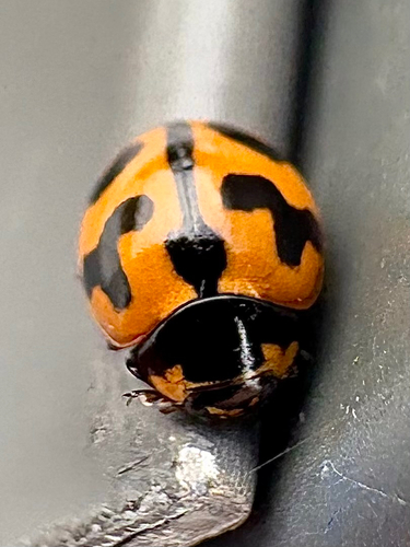 Small Transverse Ladybird Beetle