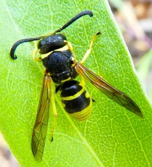 Euodynerus foraminatus