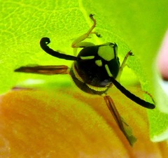 Euodynerus foraminatus