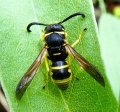 Euodynerus foraminatus