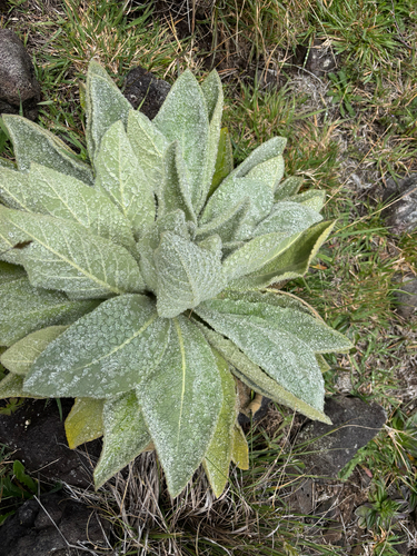 Verbascum thapsus observed 2026-05-27