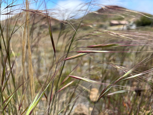 Bromus diandrus, 2026-05-27