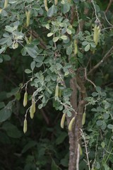 Crotalaria capensis
