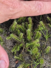 Mayaca fluviatilis, photograph (c) Scott Allen Davis, some rights reserved (CC BY)