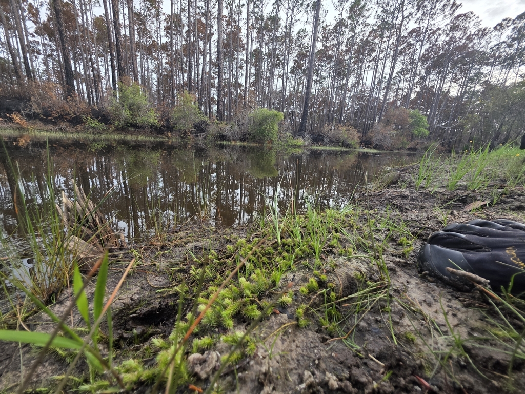 Mayaca fluviatilis; photograph (c) Scott Allen Davis, some rights reserved (CC BY)
