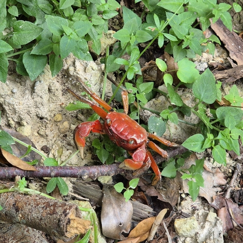 Red Flower Crab