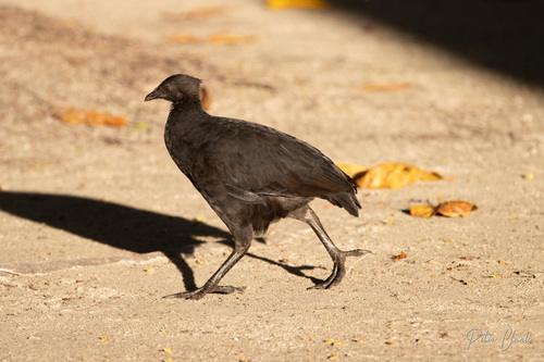 Megapodius freycinet observed 2026-05-17