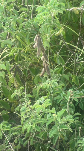 Crotalaria incana observed 2026-05-27