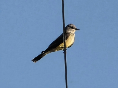 Western Kingbird