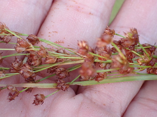 Juncus marginatus iNat (3)