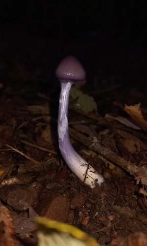 Thaxterogaster magellanicus