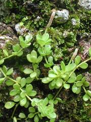 Peperomia hoffmannii