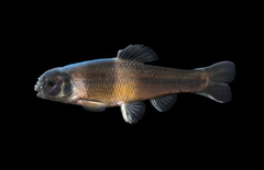 Fathead Minnow photo 2