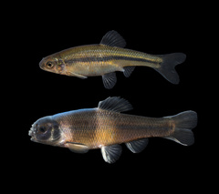 Fathead Minnow photo 1