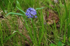 Hyacinthoides italica