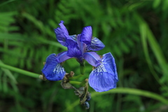 Iris sanguinea