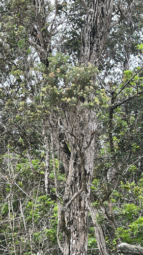 Metrosideros polymorpha observed 2026-05-27