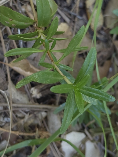 Diplacus linearis, photograph 6