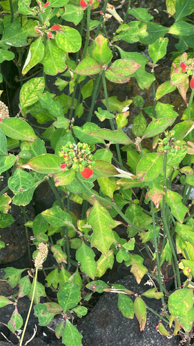 Euphorbia heterophylla observed 2026-05-27