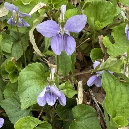 Viola grypoceras, photograph 1