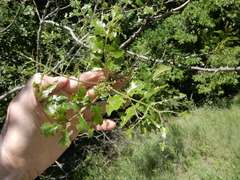 Zanthoxylum hirsutum