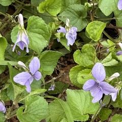 (c) rjtizard, some rights reserved (CC BY) Viola grypoceras, photograph (c) rjtizard, some rights reserved (CC BY)