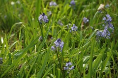 Hyacinthoides italica