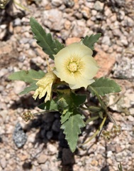 Mentzelia tricuspis