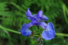Iris sanguinea