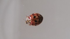 Harmonia quadripunctata