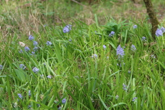 Hyacinthoides italica