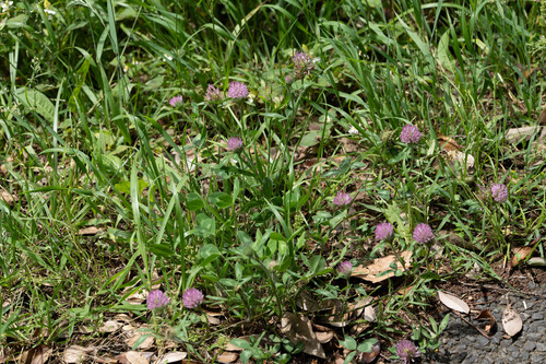 Red Clover
